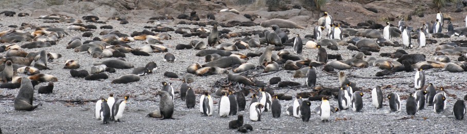 ruiende konginspinguins tussen de pelsrobben